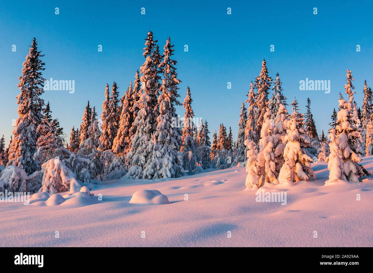 Trees at winter Stock Photo - Alamy