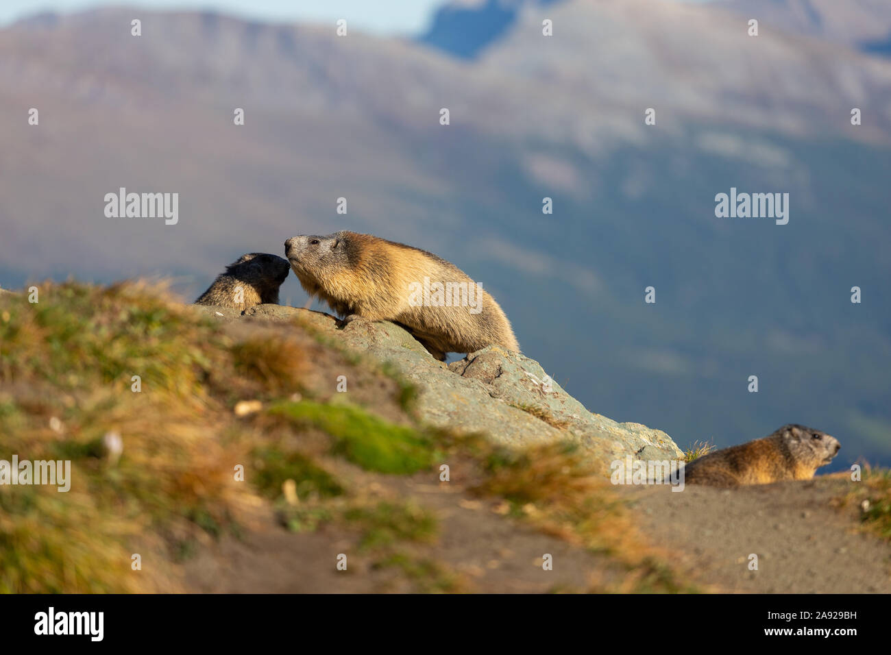 Three marmots of the Alps. Marmota marmota. Glocknergruppe mountain group. Alpine fauna. Austrian Alps. Stock Photo
