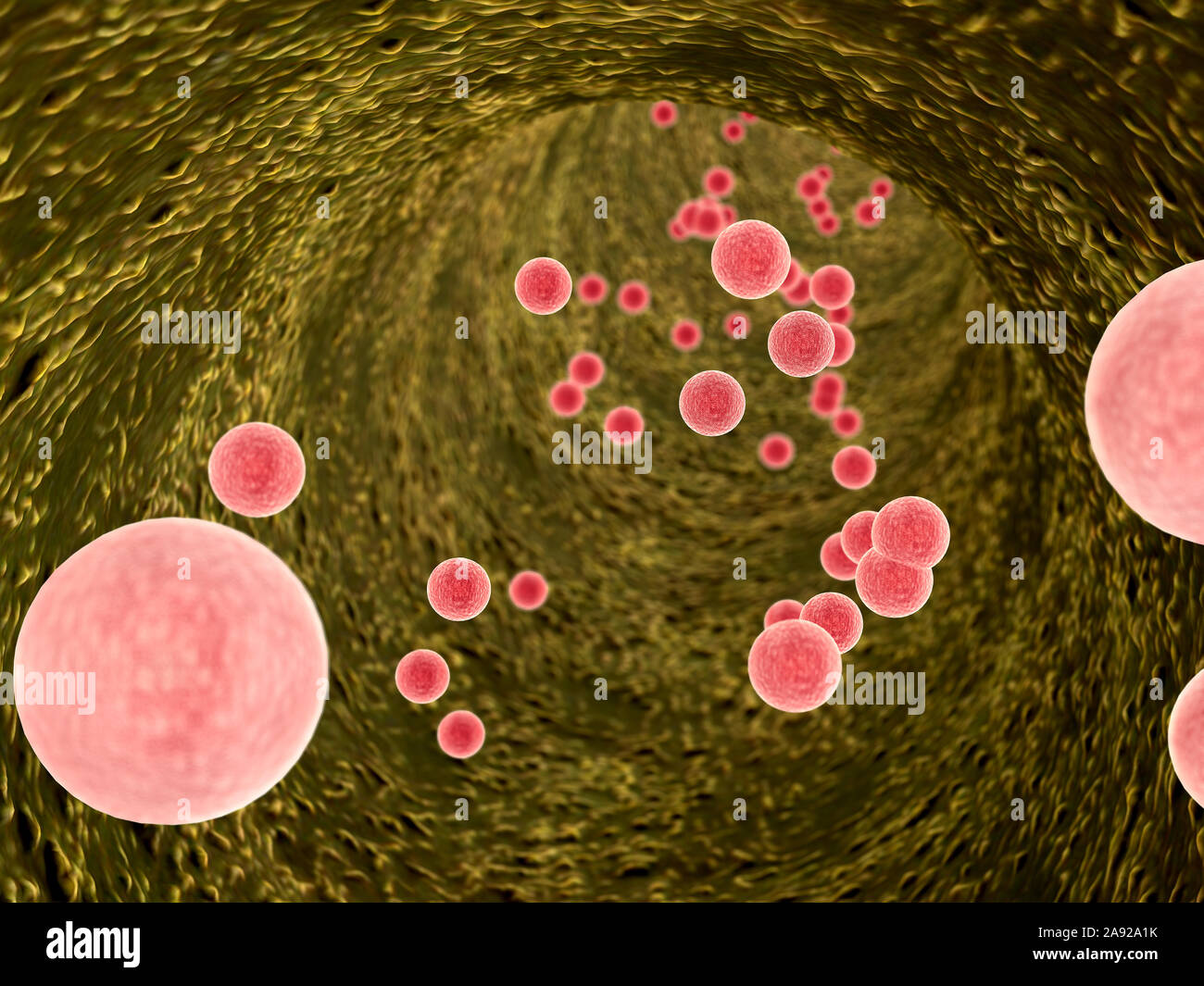 inside the blood vessel, insulin and leukocytes inside the blood vessel