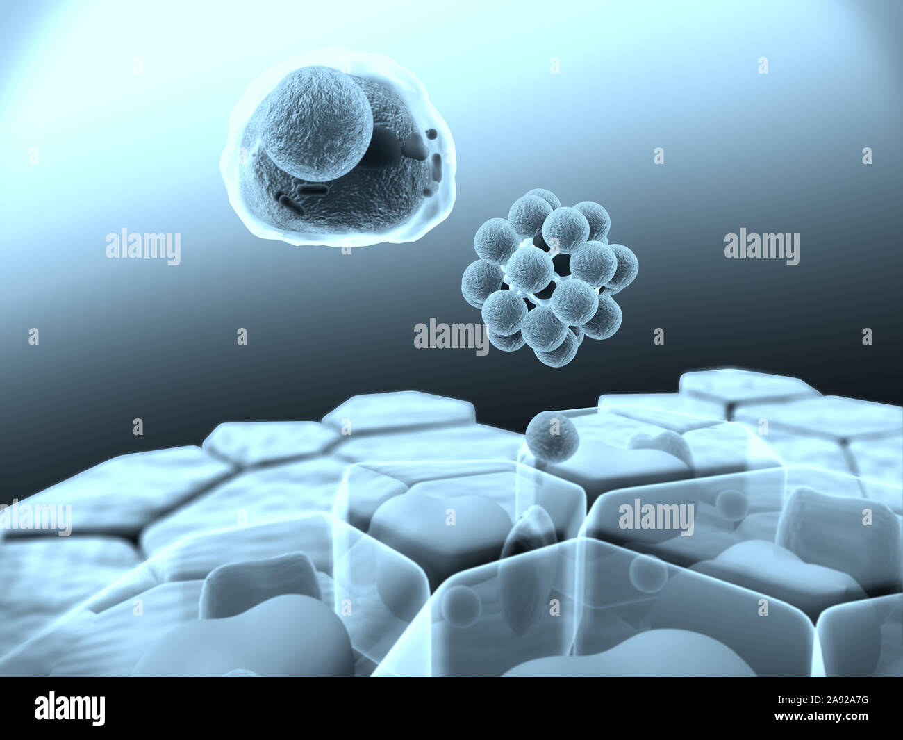 fat cells, subcutaneous fat, illustration of human leather anatomy Stock Photo
