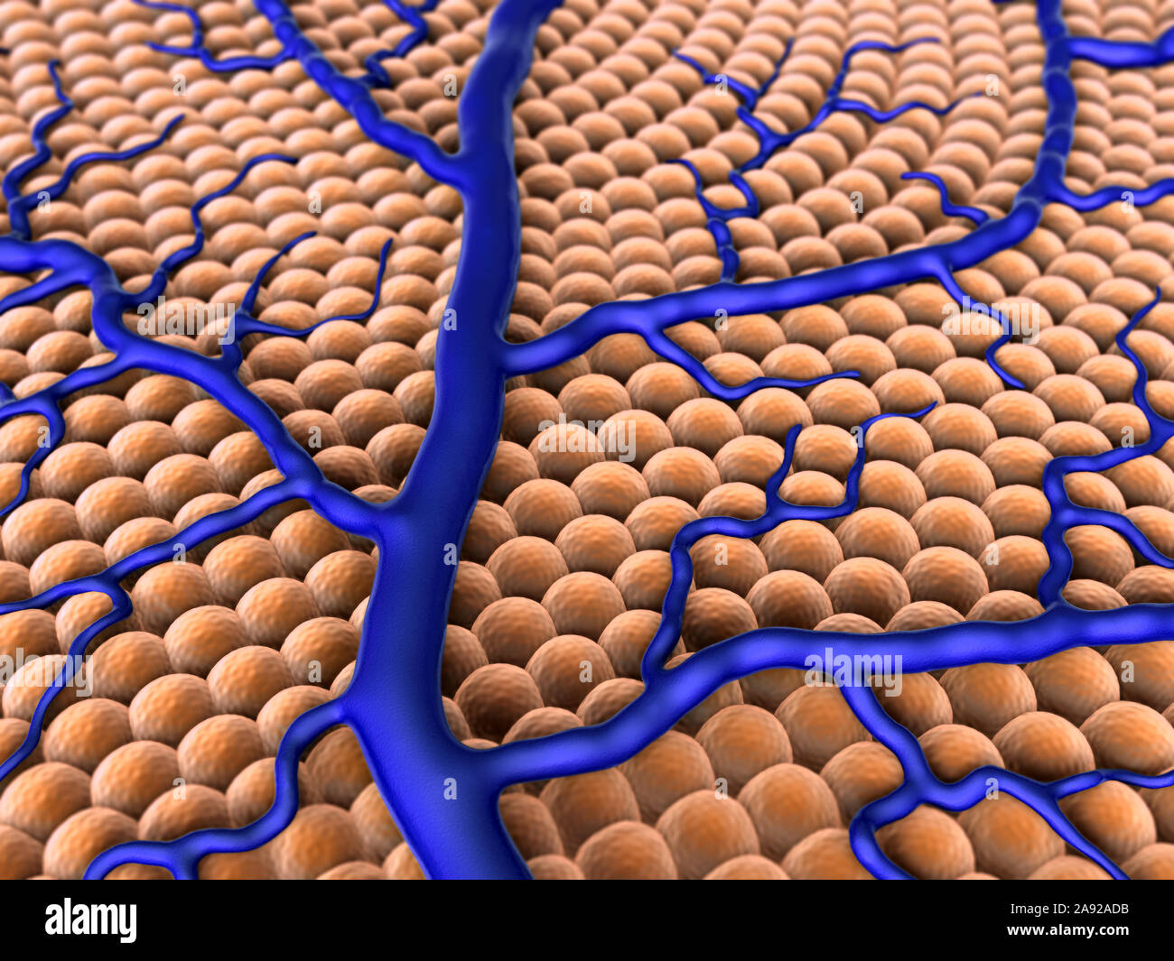 Human Capillary, blood vessel magnification Stock Photo Alamy