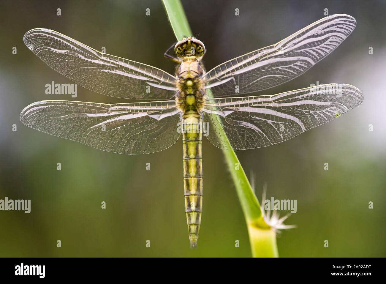 Vierflecklibelle (Libellula quadrimaculata) kurz nach dem Schlupf Stock Photo