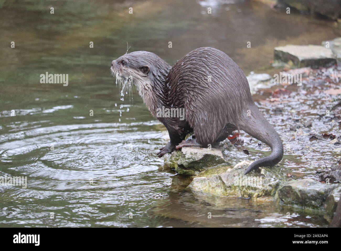 Female Asiatic Short Clawed Otter, Minnie (Amblonyx cinerea) Stock Photo