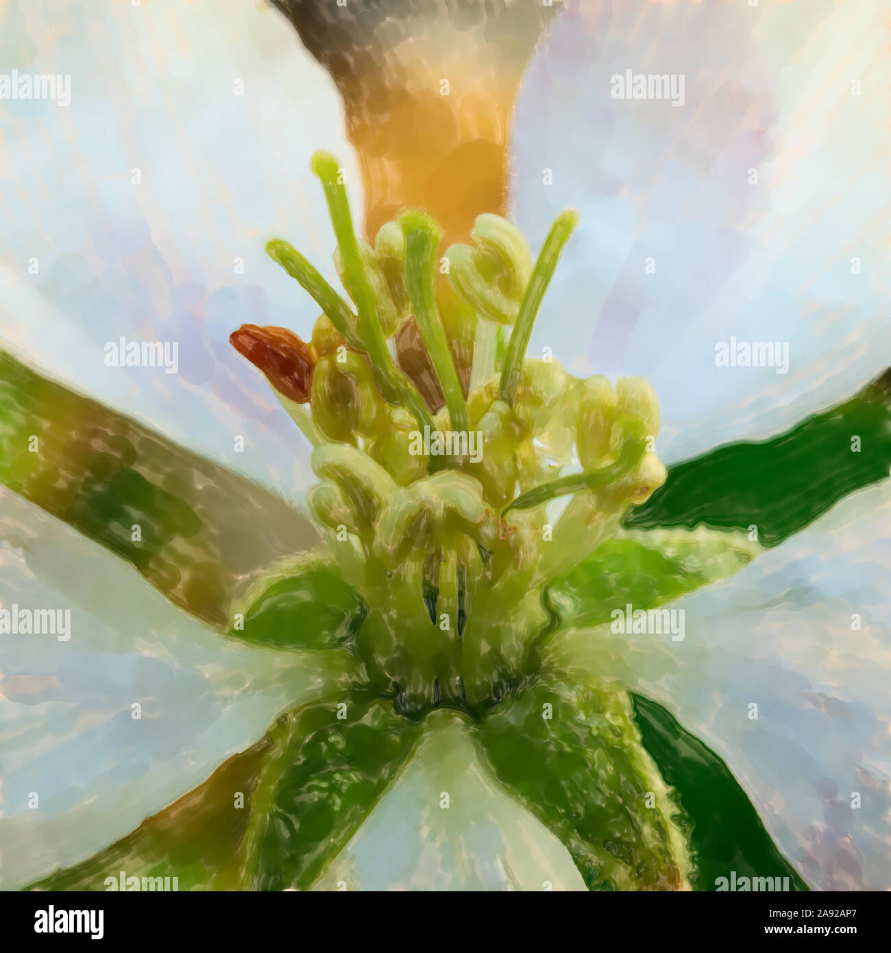 watercolor illustration: Macro photograph of the white blossom of an apple tree, scientific name Malus domestica, flower Stock Photo