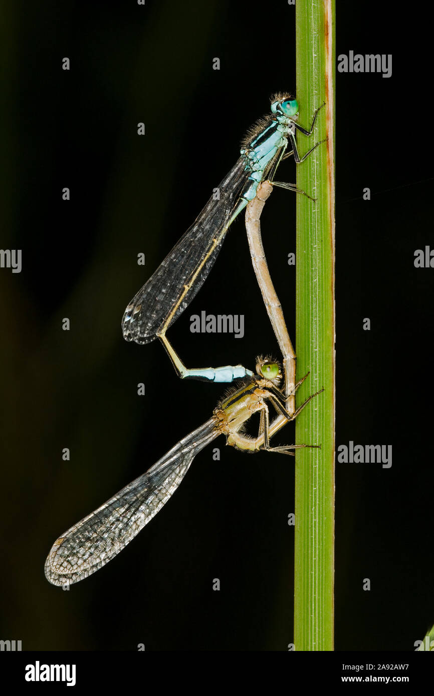 Zwei Grosse Pechlibellen (Ischnura elegans) bei der Paarung Stock Photo