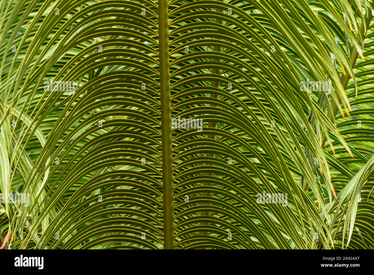 defocused abstract background with tropical leaves, palm tree leaves texture Stock Photo