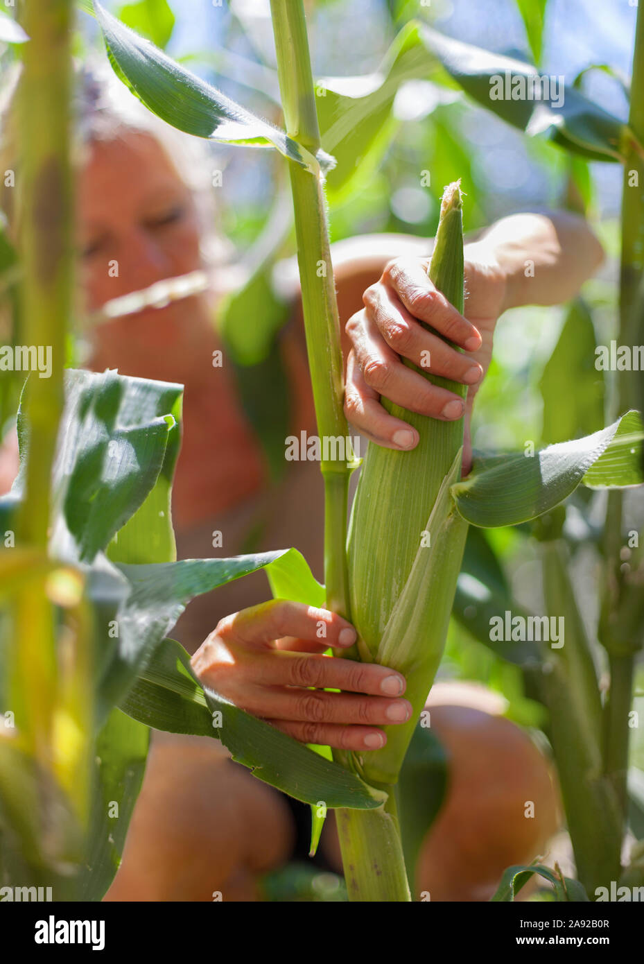 Woman harvesting corn Stock Photo