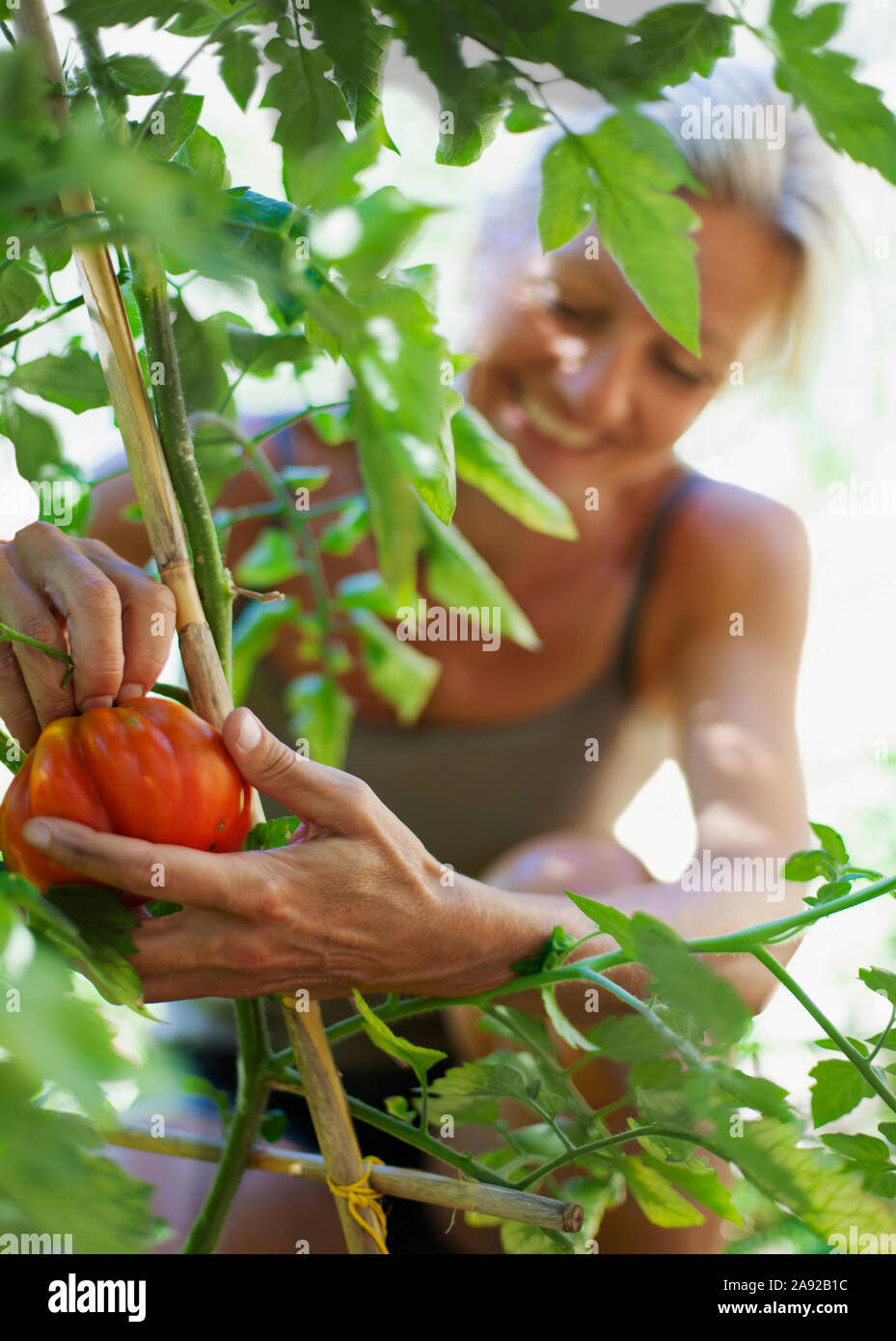 Woman harvesting tomatos Stock Photo