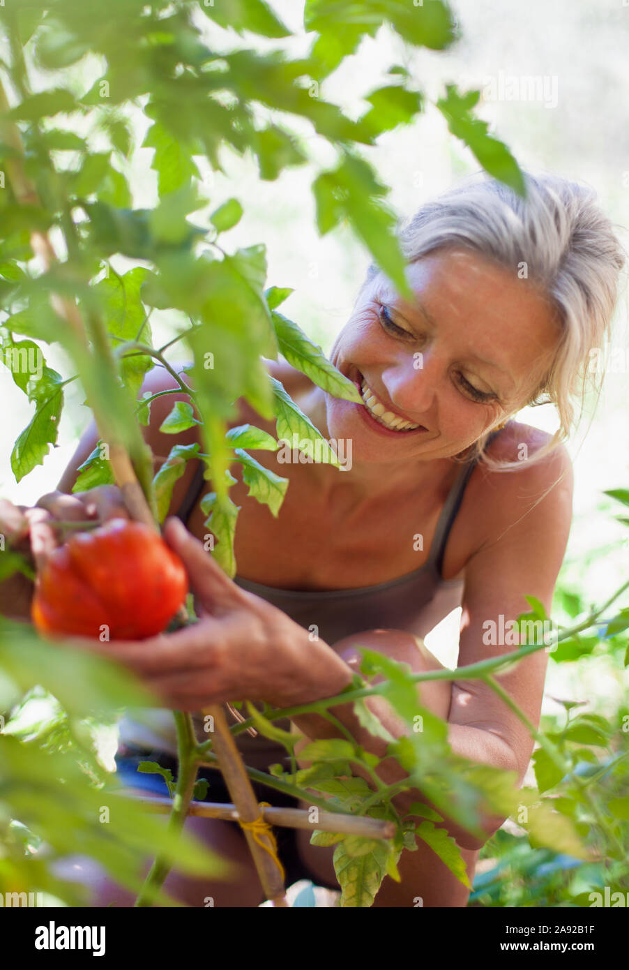 Woman harvesting tomatos Stock Photo