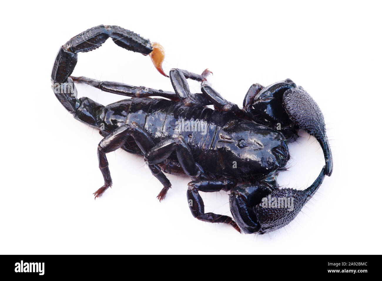 Schwarzer Skorpion, Heterometrus scaber, Stock Photo