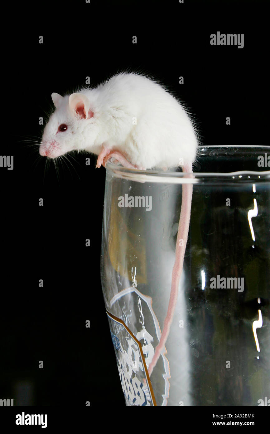 Weisse Maus klettert aus Bierglas, Stock Photo