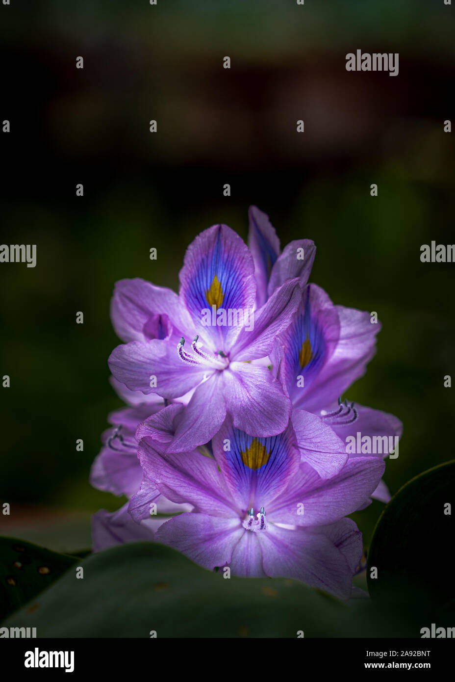 close up of water Hyacinth flower in full bloom Stock Photo