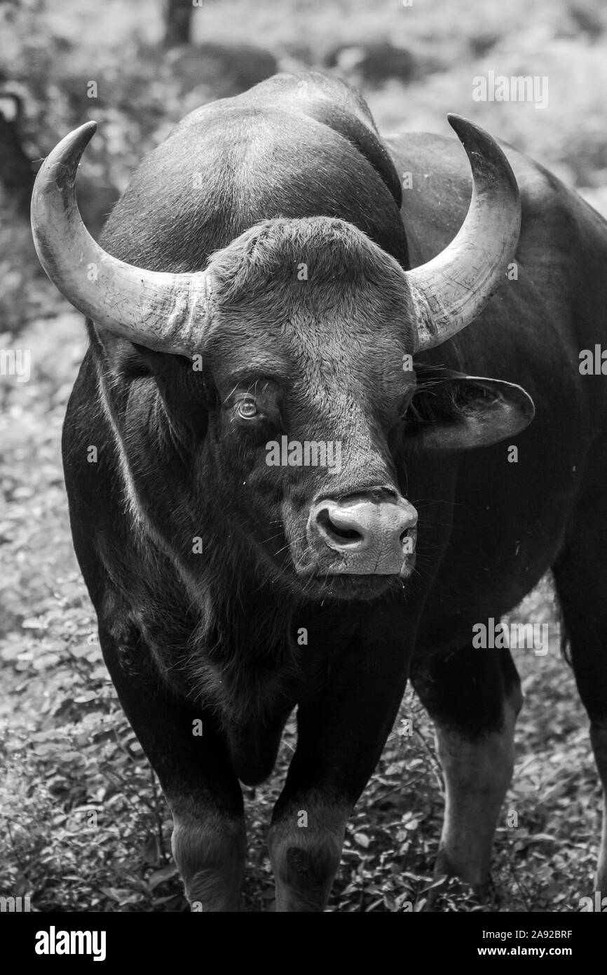 portrait of the Indian wild bison in black and white Stock Photo