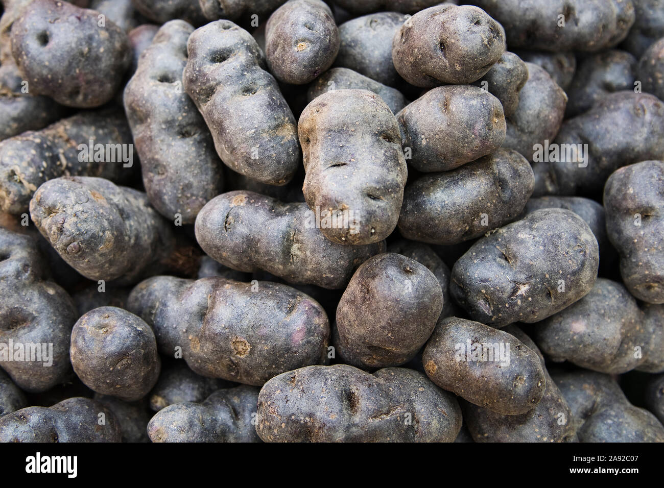 Trüffelkartoffeln (Blaue Kartoffeln) Vitelotte Noire Stock Photo