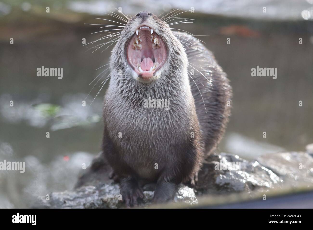 Female Asiatic Short Clawed Otter, Minnie (Amblonyx cinerea) Stock Photo