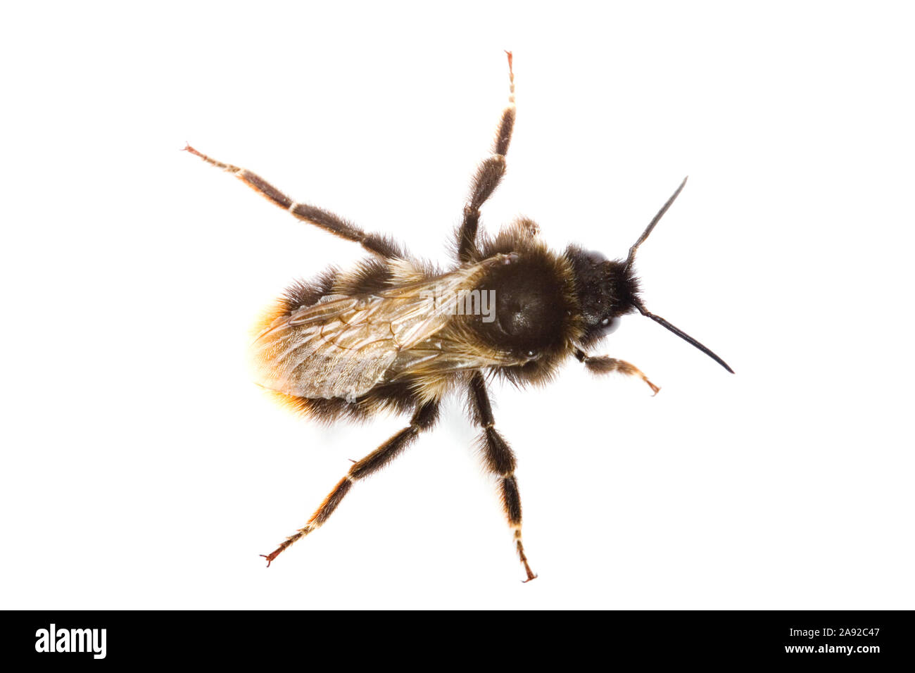 Steinhummel - (Bombus lapidarius) Stock Photo