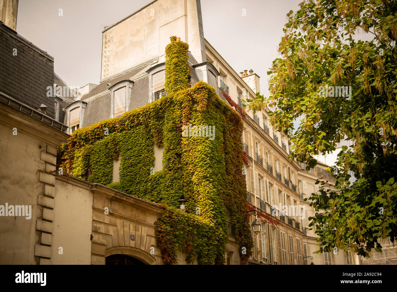 Woodbine on building wall Stock Photo Alamy