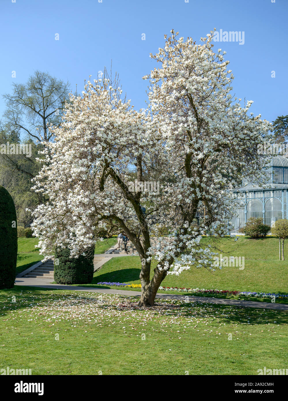 YulanMagnolie (Magnolia denudata Stock Photo Alamy