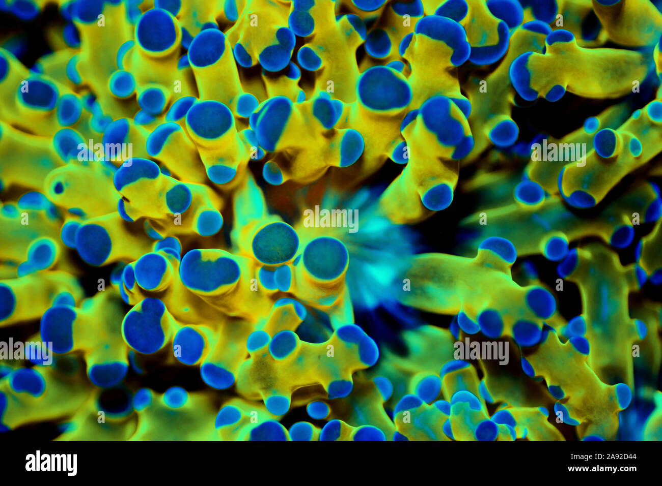 Golden Euphyllia LPS coral Very rare species Stock Photo Alamy