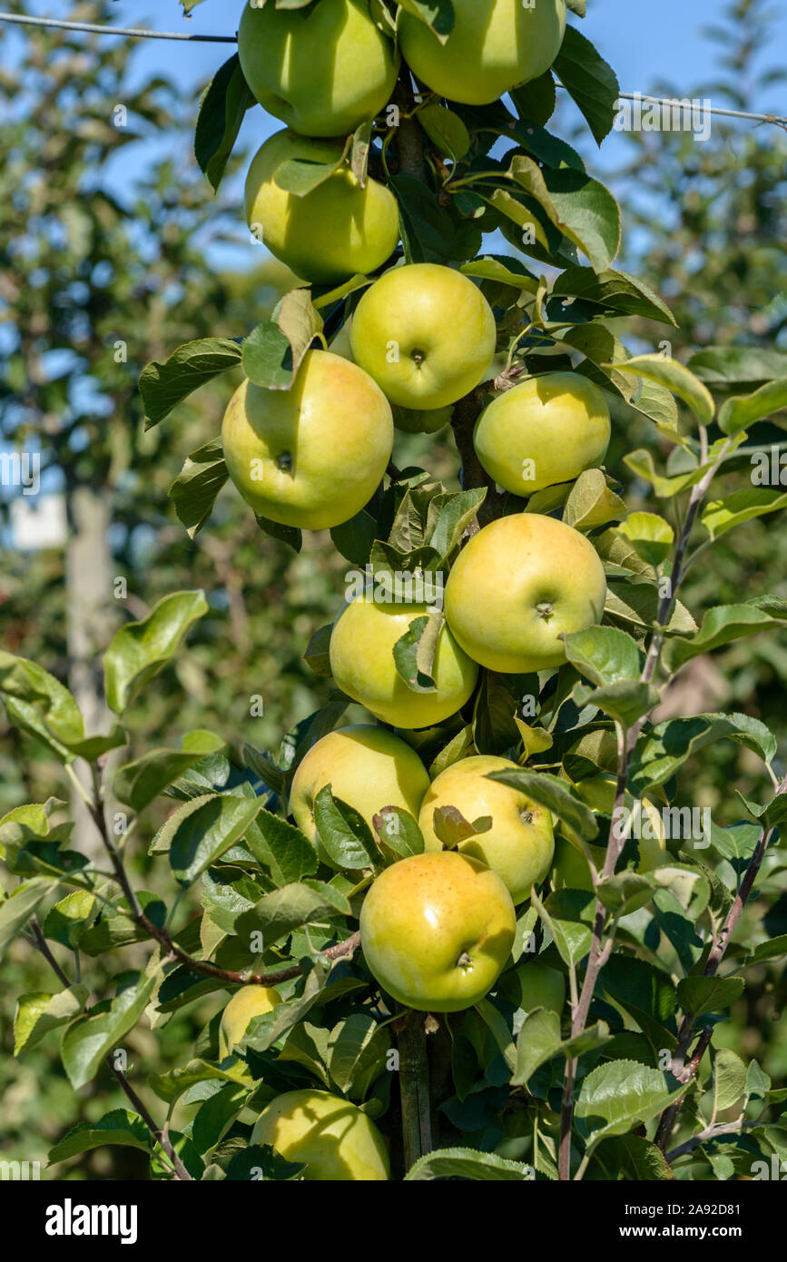 Apfel malus hi-res stock photography and images - Page 2 - Alamy