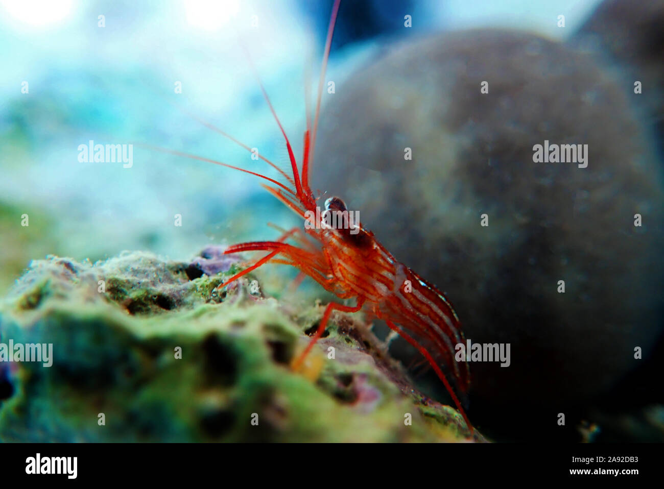 Lysmata peppermint shrimp in underwater scene on the rock Stock Photo