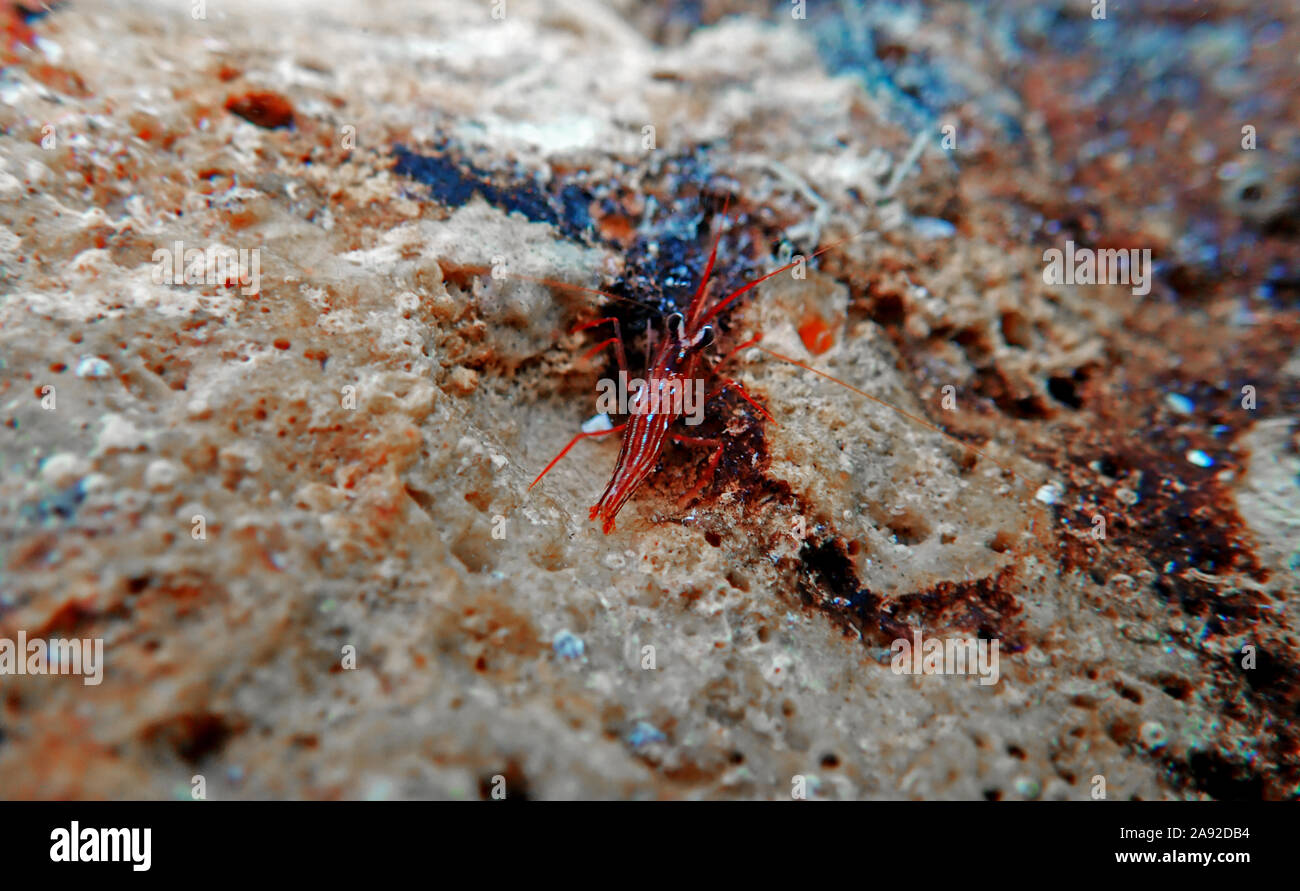 Lysmata peppermint shrimp in underwater scene on the rock Stock Photo