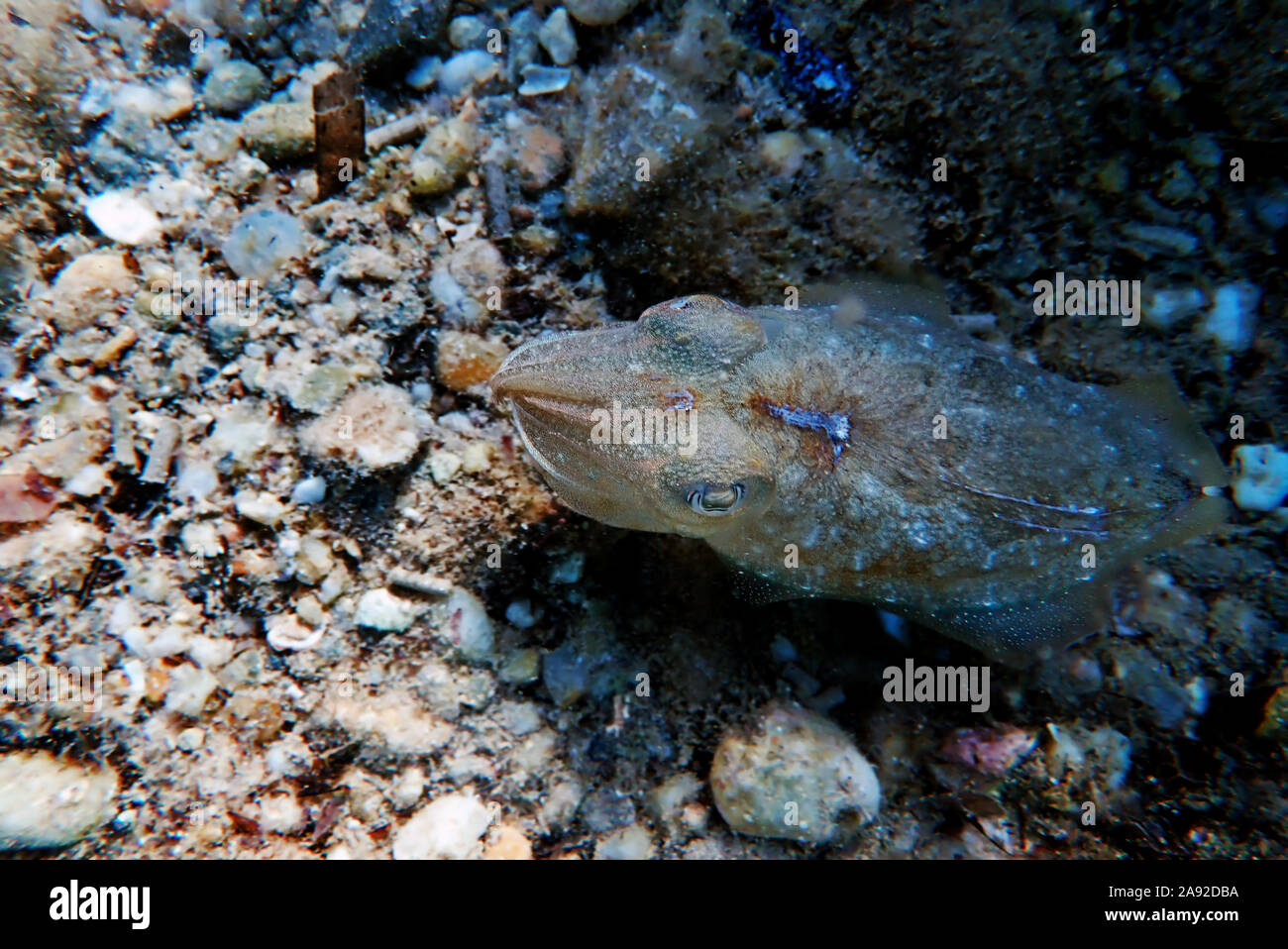 Mediterranean sea common cuttlefish isolated scene Stock Photo