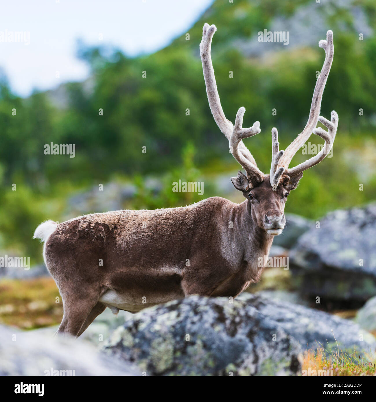 Reindeer looking at camera Stock Photo - Alamy