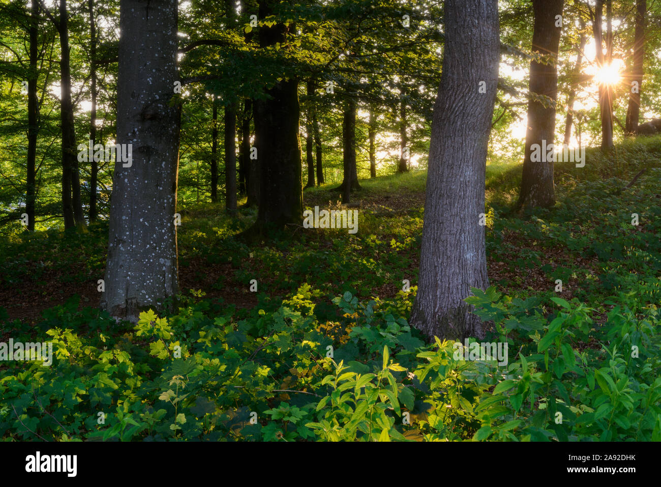 Day forest hi-res stock photography and images - Alamy