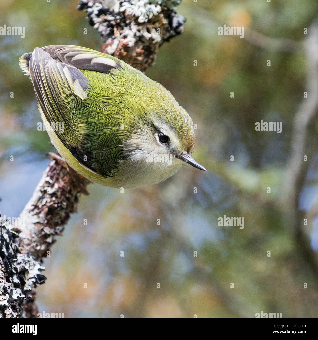 Bird perching on branch Stock Photo
