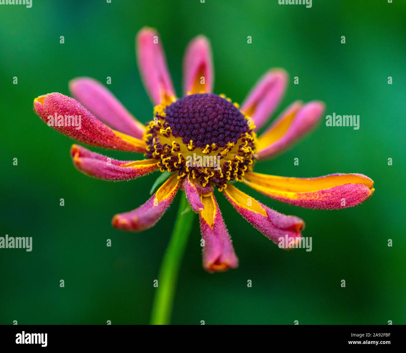 A close-up of a beautiful Helenium Waltraut flower. Stock Photo