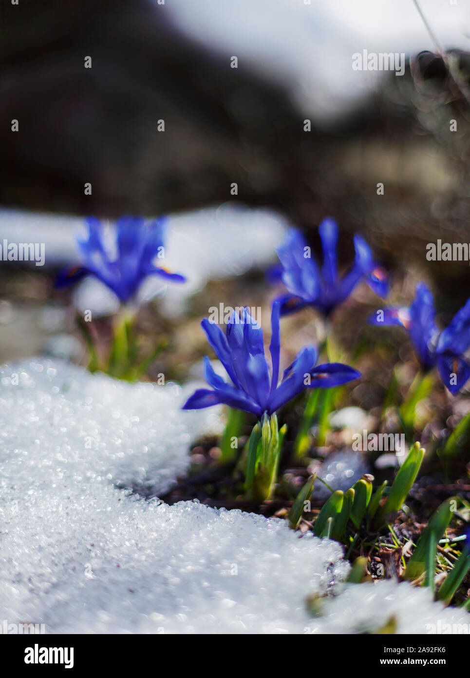 Botany image hi-res stock photography and images - Alamy