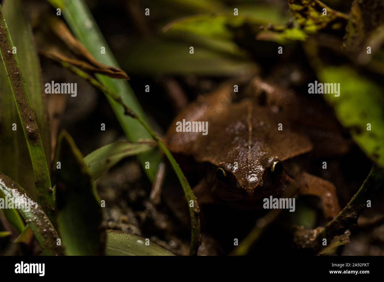 Dark-sided Chorus Frog (Microhyla heymonsi) from Cúc Phương National Park, Ninh Bình Province, Vietnam. Stock Photo