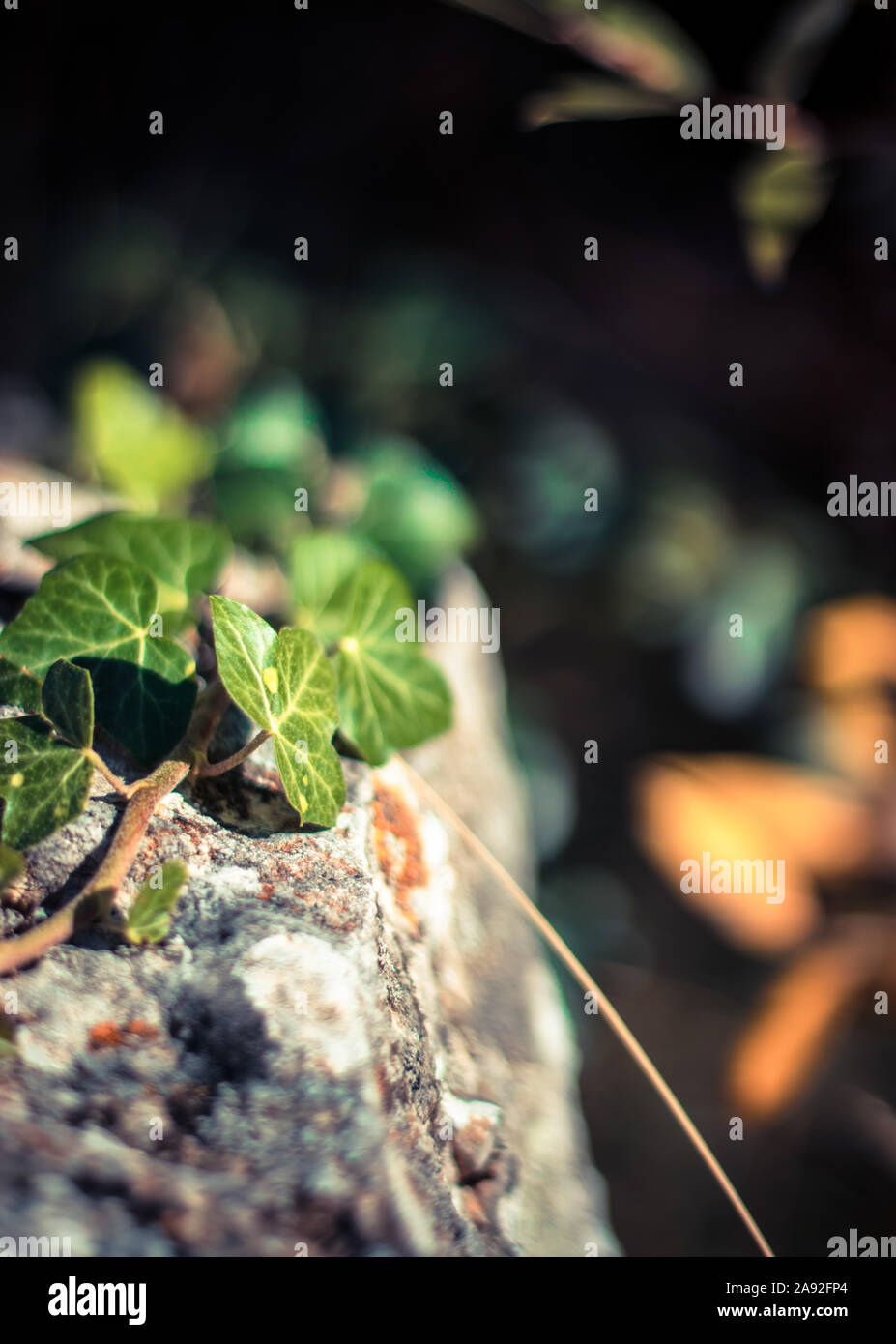 Heart shapes leaves, devils ivy, a strand standing on a old stone wall