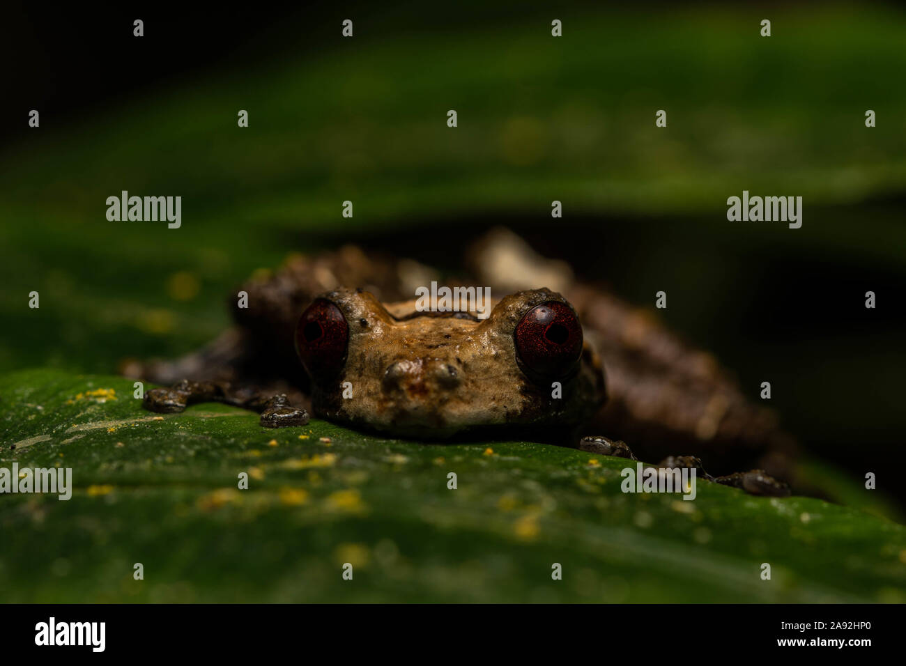 White-spotted Bug-eyed Frog (Theloderma albopunctatum) from Cúc Phương National Park, Ninh Bình Province, Vietnam. Stock Photo