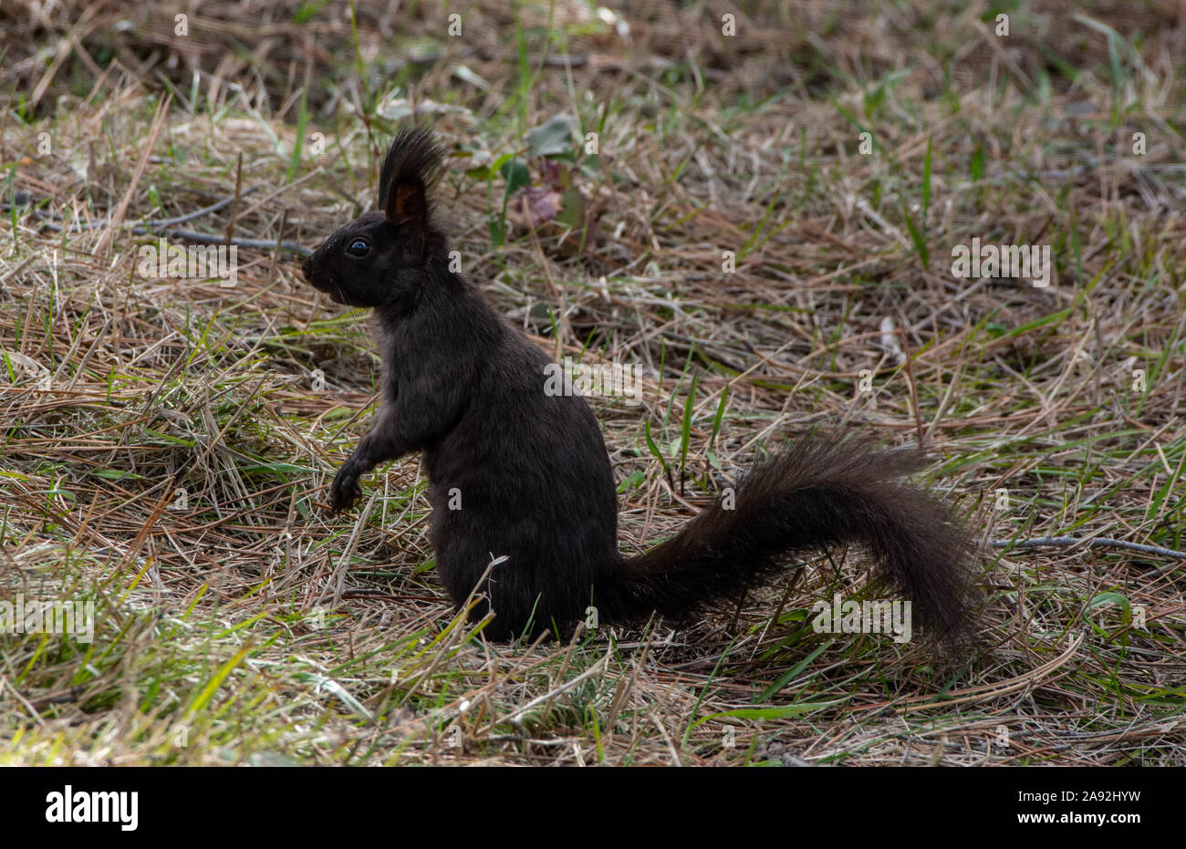 Abert's Squirrel (Sciurus aberti) from Jefferson County, Colorado, USA. Stock Photo