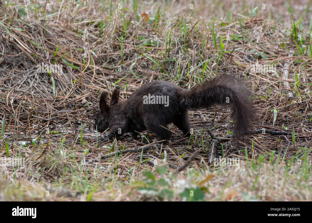 Abert's Squirrel (Sciurus aberti) from Jefferson County, Colorado, USA. Stock Photo