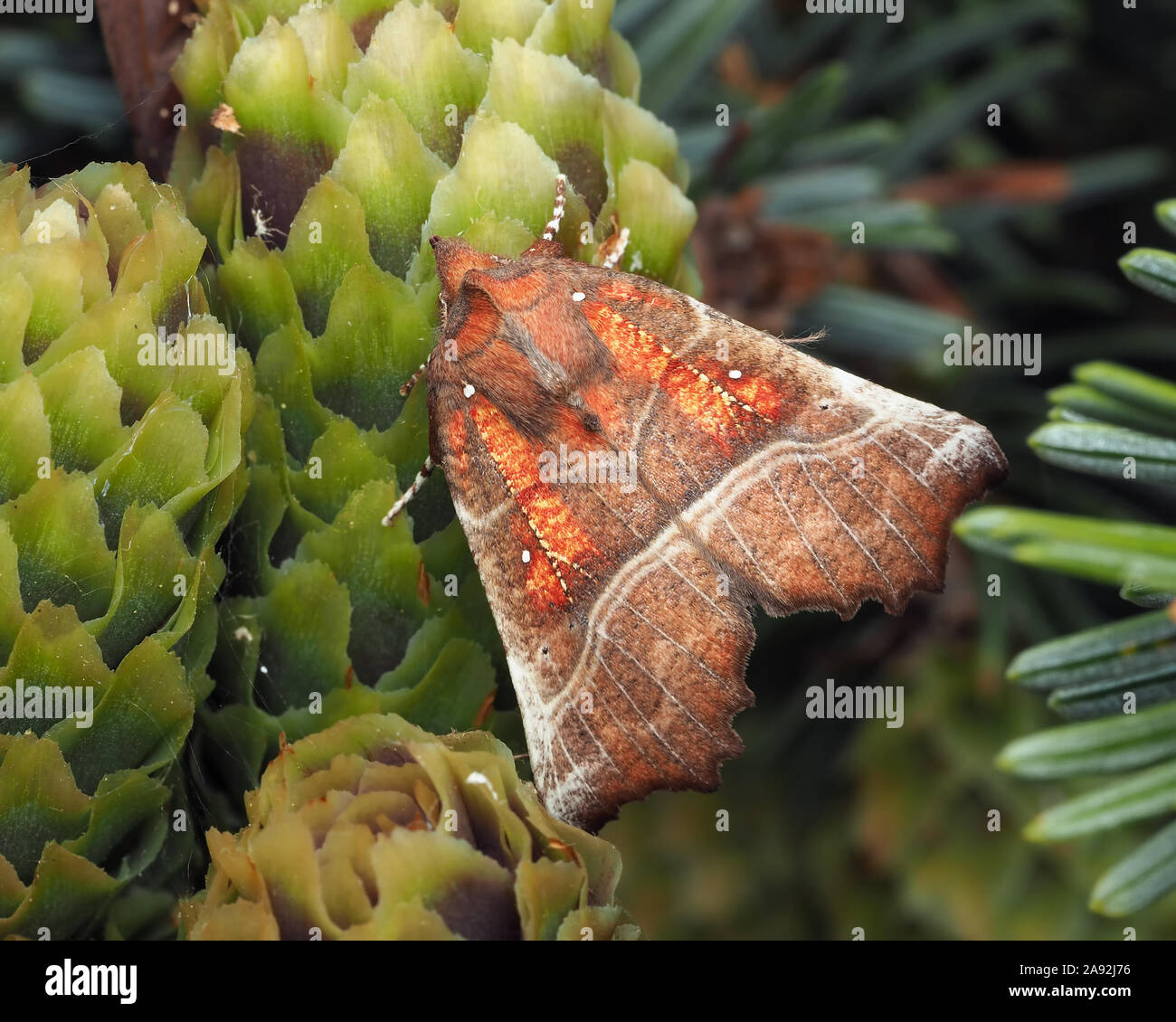 The Herald moth (Scoliopteryx libatrix) at rest on conifer tree cone. Tipperary, Ireland Stock Photo