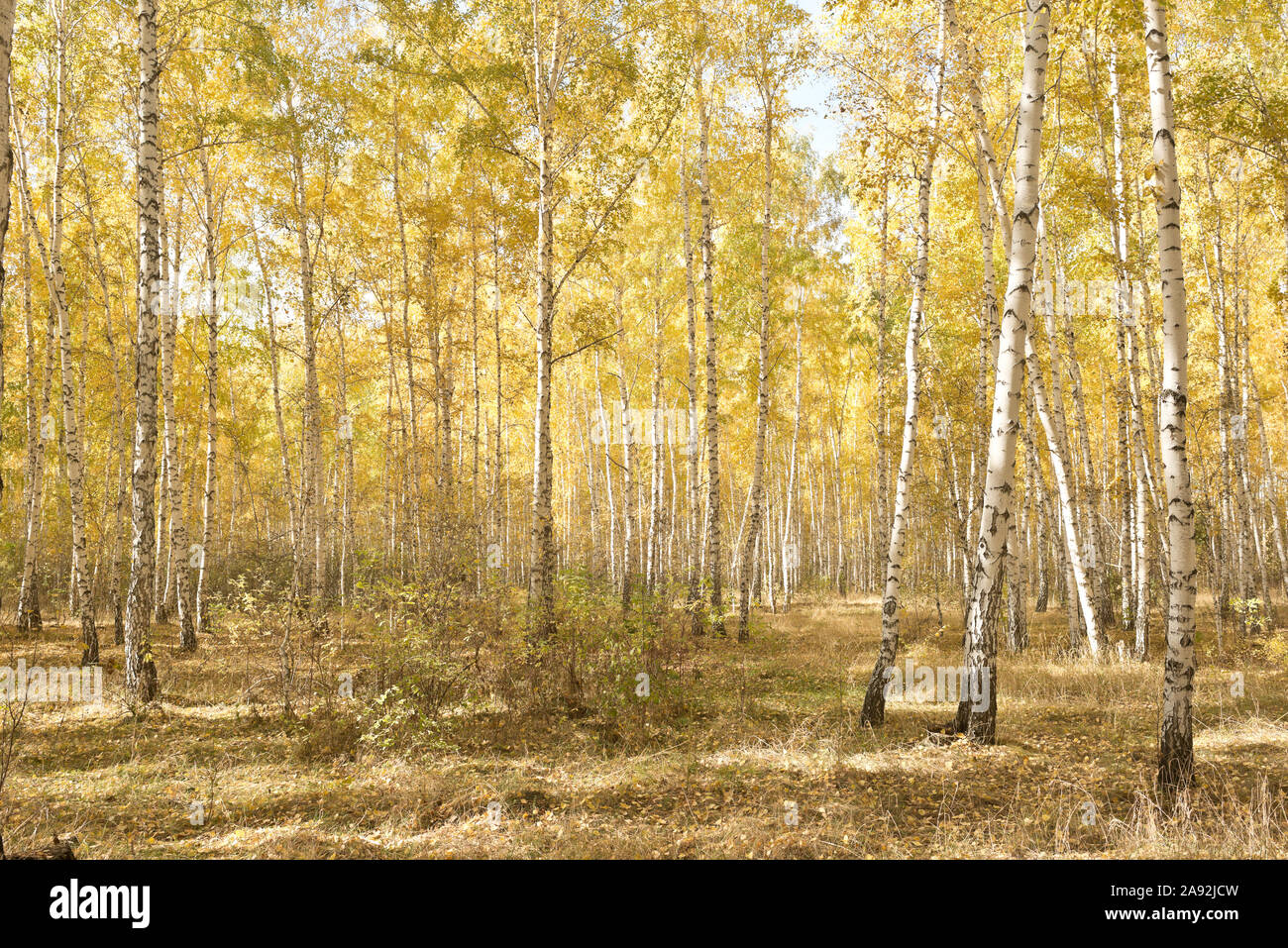 Autumn in a forest Stock Photo - Alamy