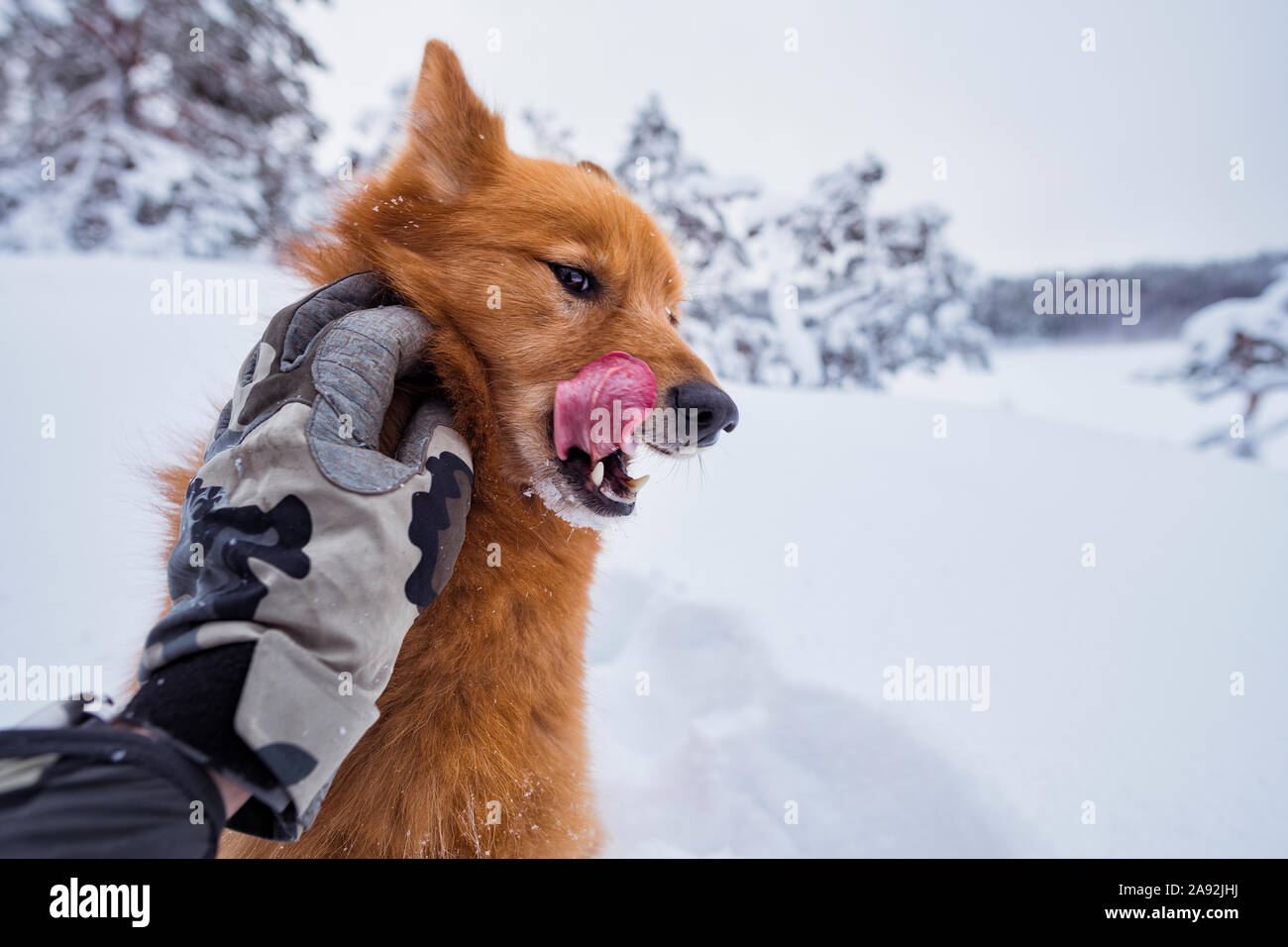 Dog having stroke Stock Photo Alamy