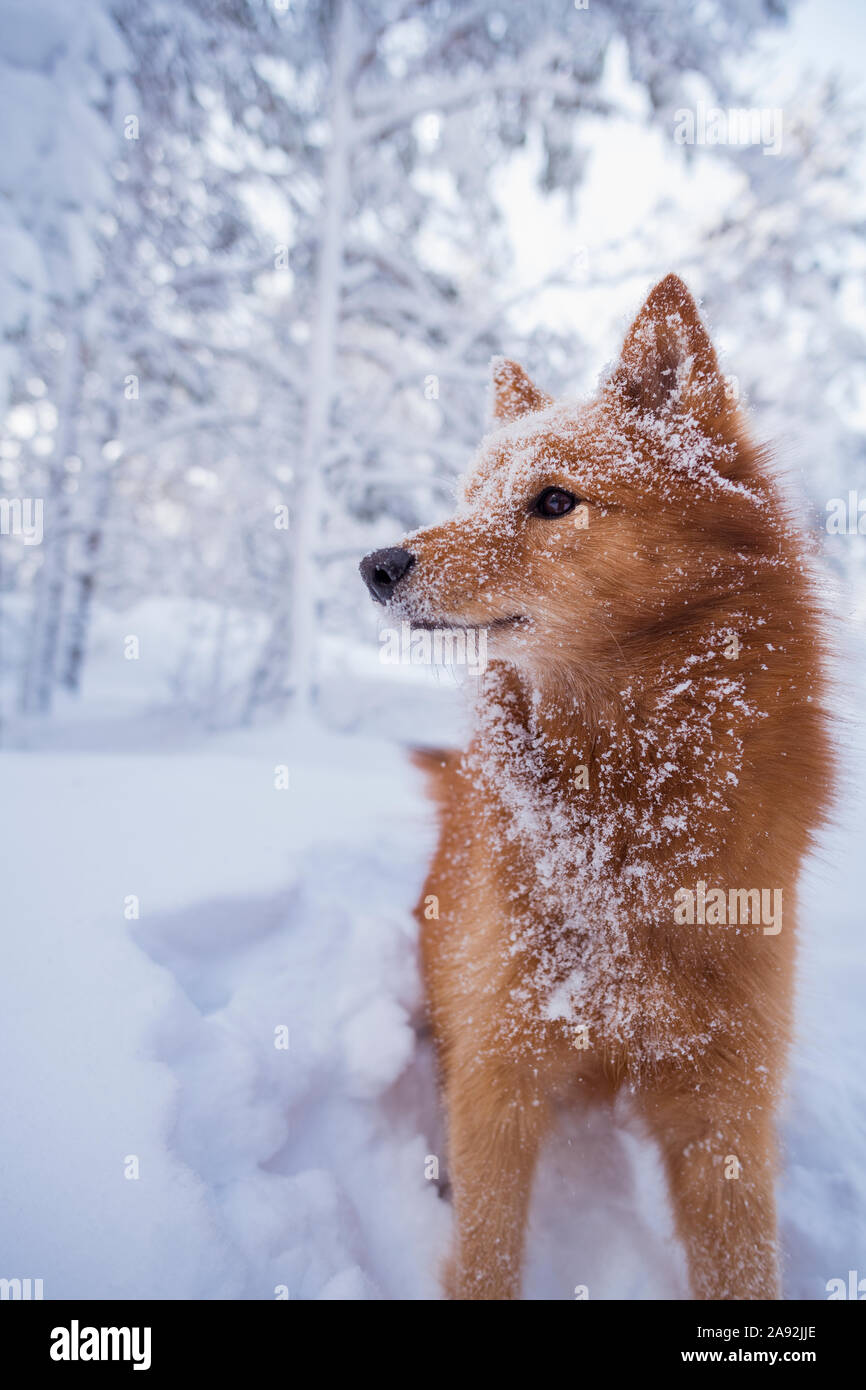 Dog looking away Stock Photo Alamy