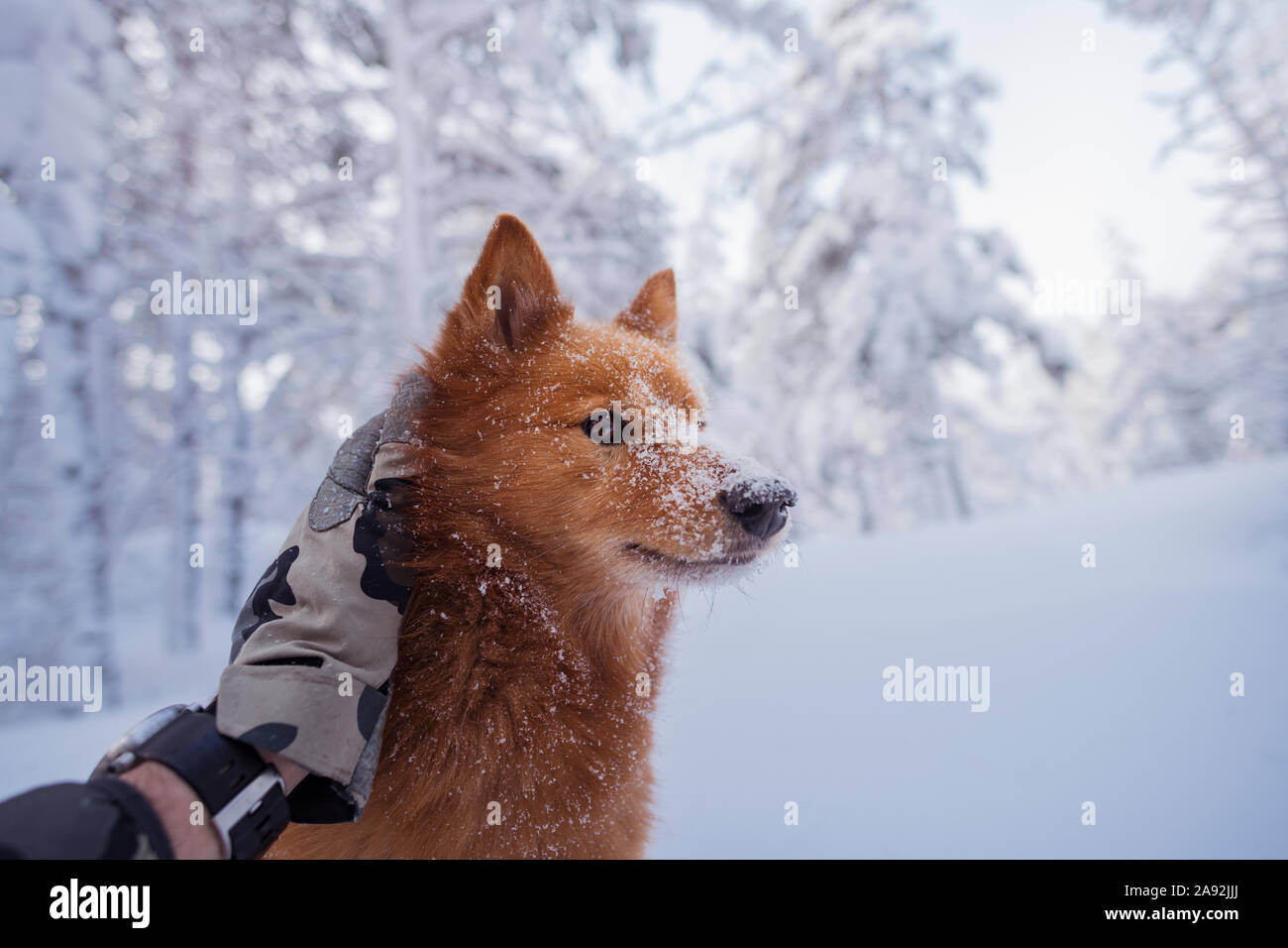 Dog having stroke Stock Photo Alamy