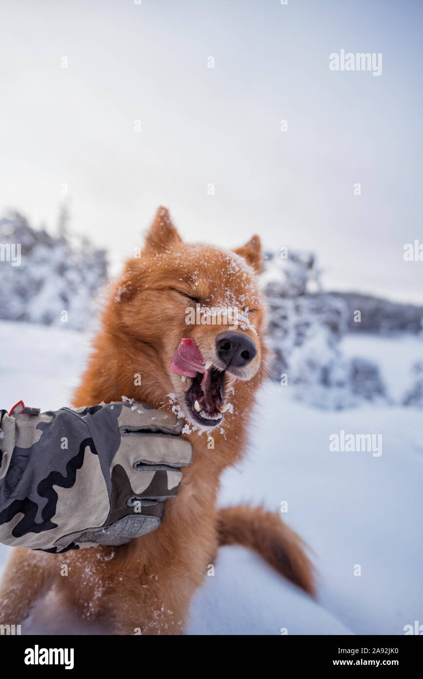 Dog having stroke Stock Photo Alamy