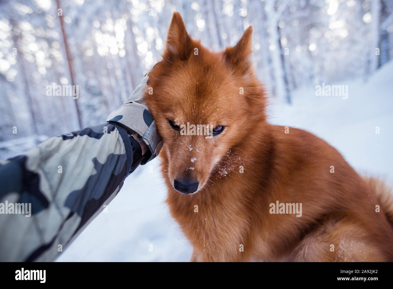 Dog having stroke Stock Photo Alamy