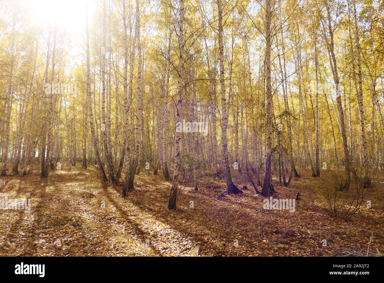 Autumn in a forest Stock Photo - Alamy