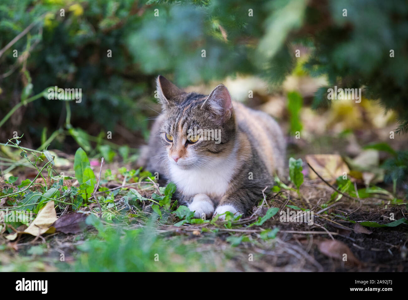 Tabby cat in the garden Stock Photo - Alamy