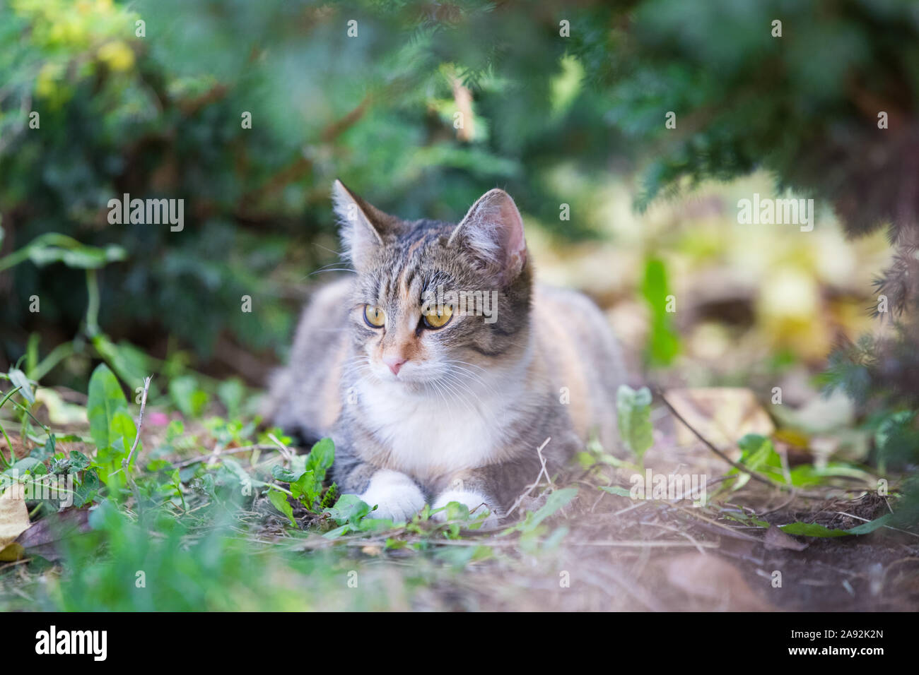 Tabby cat in the garden hi-res stock photography and images - Alamy