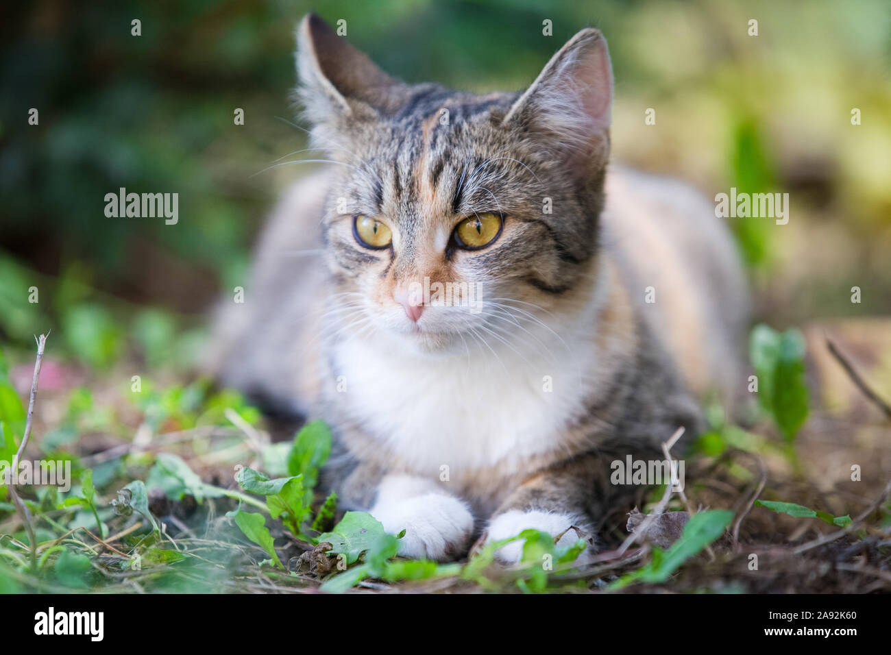 Tabby cat in the garden Stock Photo - Alamy