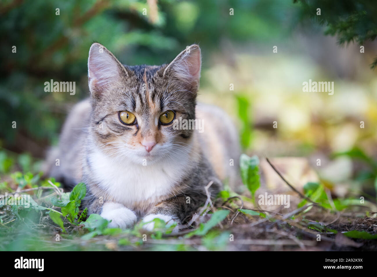 Tabby cat in the garden hi-res stock photography and images - Alamy
