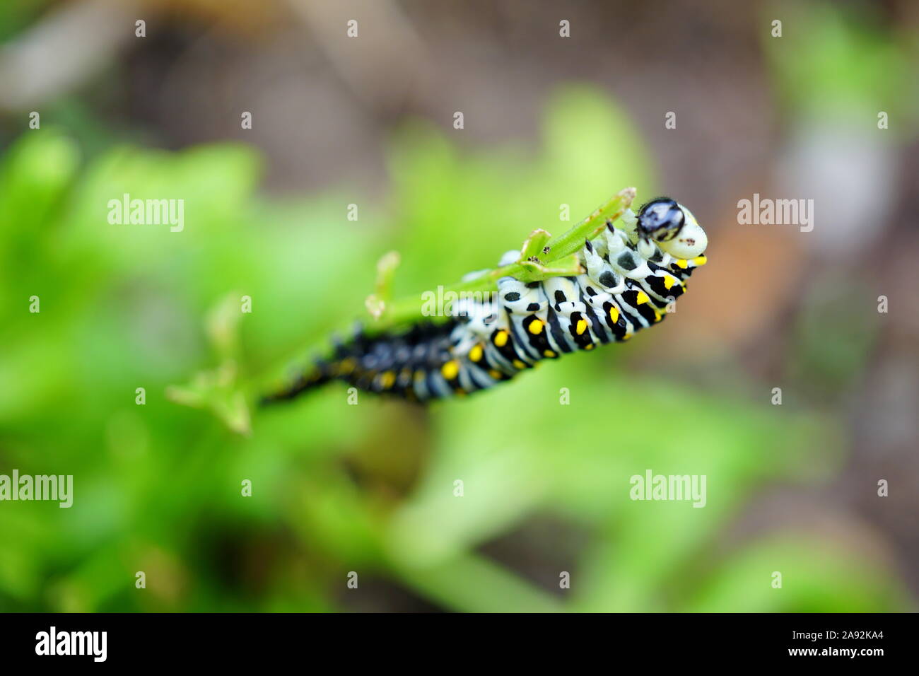 Black swallowtail caterpillar eating celery, garden pests Stock Photo